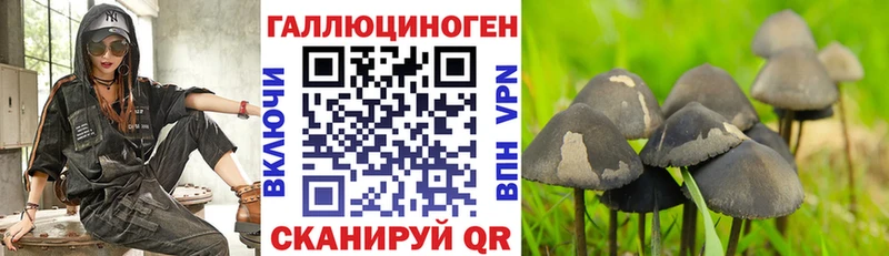Псилоцибиновые грибы Psilocybe Дятьково